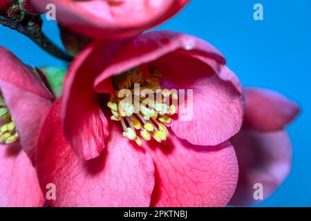 Chaenomeles japonica o fiore ornamentale di mela cotogna in primavera, macro fotografia Foto Stock