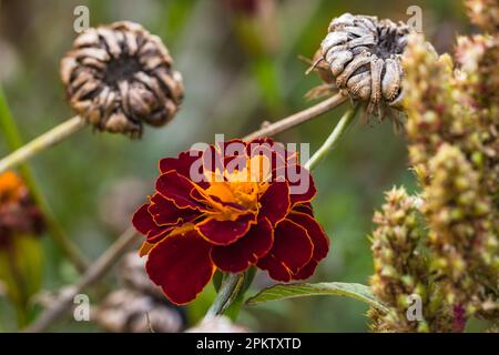 Un fiore estivo rosso e giallo dominante isolato su sfondo naturale marrone e verde Foto Stock