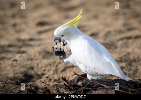 Un singolo Cockatoo solforoso si siede sulla sabbia di Palm Cove a Cairns, in procinto di aprire la noce di mandorle della spiaggia aggrappata in un artiglio con il suo becco aperto. Foto Stock