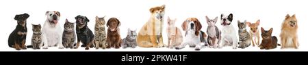 Cani carini e gatti su sfondo bianco. Design del banner Foto Stock