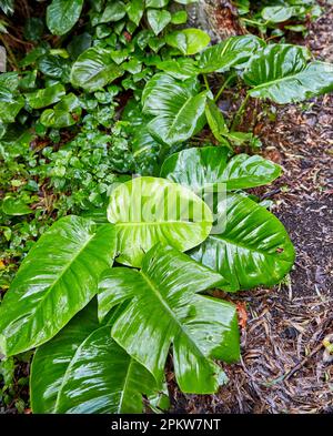 Grandi foglie di Philodendron nella foresta pluviale Foto Stock