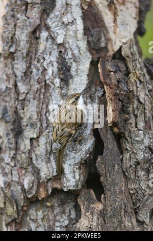 treecreeper comune Certhia familiaris, adulto arroccato sul tronco all'ingresso del nido, Suffolk, Inghilterra, aprile Foto Stock