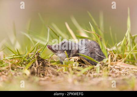Scriglia d'acqua eurasiatica Neomys fodiens, adulto in piedi su erba, Suffolk, Inghilterra, aprile Foto Stock