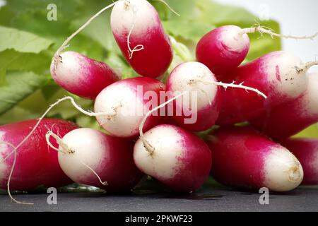 Ravanello fresco con foglie in vista ravvicinata. Radiazioni europee (Raphanus sativus) Foto Stock
