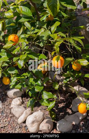 Albero di limone ad Assisi, Italia Foto Stock