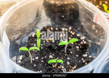 Piantine germogliate di pomodori in coppe di plastica trasparente sul davanzale, primo piano Foto Stock