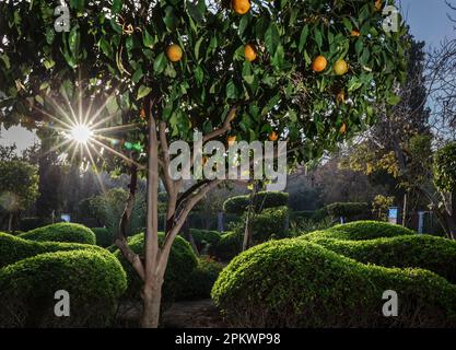 Il sole del tardo pomeriggio si filtra attraverso un albero d'arancio nel Cyber Parc (Arsat Moulay Abdeslam) vicino all'Avenue Mohammed 1V a Marrakech. Foto Stock