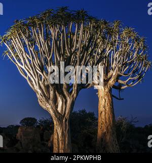 La foresta di alberi di Quiver è una foresta e attrazione turistica del sud della Namibia. Si trova a circa 14 km a nord-est di Keetmanshoop, sulla strada per Ko Foto Stock