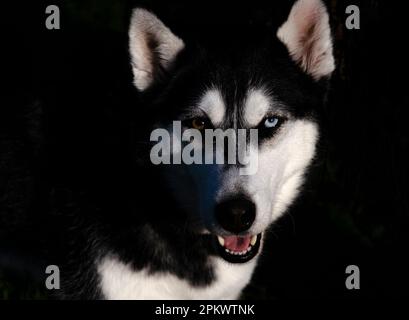 Primo piano di cane Husky con due occhi di colore diverso su uno sfondo scuro Foto Stock