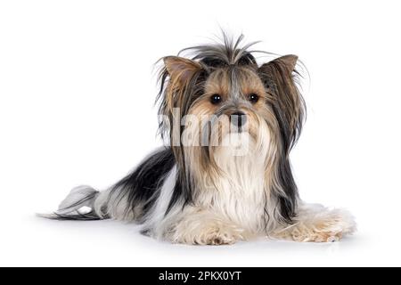 Adorabile giovane adulto Biewer Yorkshire Terrier cane, che posa in giù di fronte. Guardando verso la fotocamera. Isolato su sfondo bianco. Foto Stock