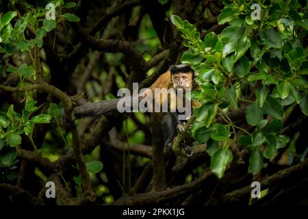 Cappuccino tufted (apella di Cebus) in un albero che si erge su un ramo allo Zoo di Wellington. Nuova Zelanda. Foto Stock