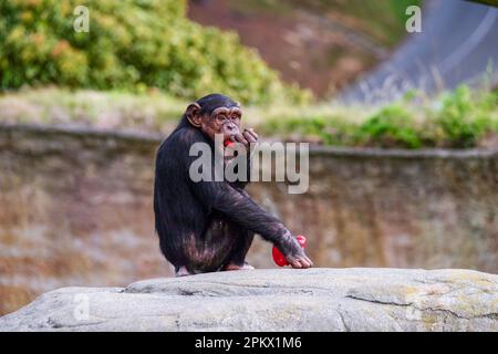 Scimpanzee seduto a mangiare un peperone rosso nel suo recinto al Wellington Zoo, Nuova Zelanda. Foto Stock