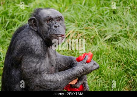 Scimpanzee seduto a mangiare un peperone rosso nel suo recinto al Wellington Zoo, Nuova Zelanda. Foto Stock