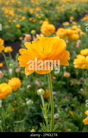 Fiori gialli di coppe coltivate in giardino si chiudono su uno sfondo floreale sfocato Foto Stock
