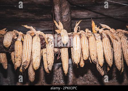 Il gruppo di appeso grano essiccato. Foto Stock