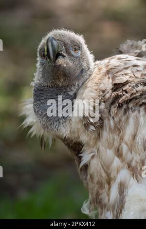 Un capo ritratto Vulture Chick Foto Stock