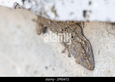 Gecko muro comune o Tarentola mauritanica su un muro. Foto Stock