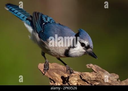Un Jay blu arroccato su un log Foto Stock