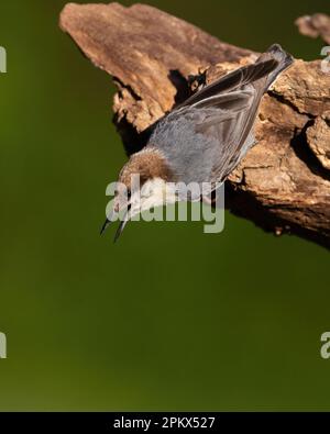 Un Nuthatch a testa marrone che chiama all'inizio della primavera Foto Stock