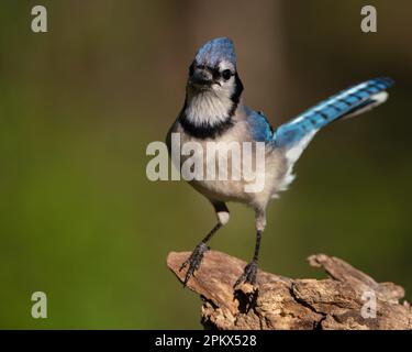 Un Jay blu arroccato su un log Foto Stock
