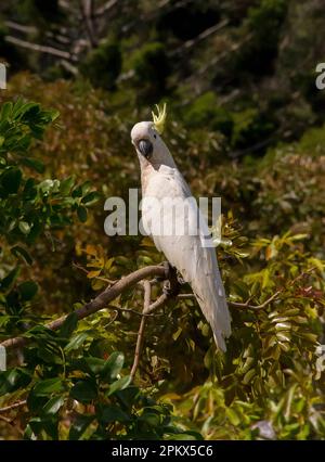 Solfo australiano dall'aspetto indignato Crested Cockatoo, cacatua galerita, arroccato nell'albero, guardando la macchina fotografica. Primavera, Queensland. Sfondo verde. Foto Stock