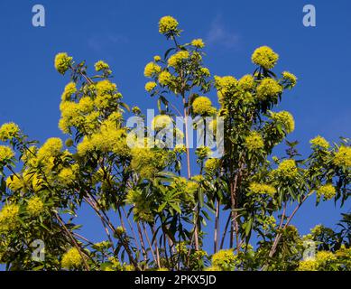 Rami superiori dell'albero australiano della Penda d'oro (xantostemon chrysanthus) pieni di falciatrici gialle brillanti contro un cielo blu. Giardino, Queensland, estate. Foto Stock