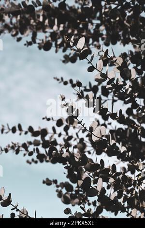 Bella foto di eucalipto verde all'alba Foto Stock