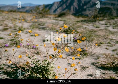 Desert dente di leone nel Parco Statale Anza Borrego Foto Stock