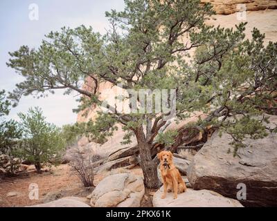 Golden Retriever sulla roccia sotto l'albero guardando la fotocamera Foto Stock