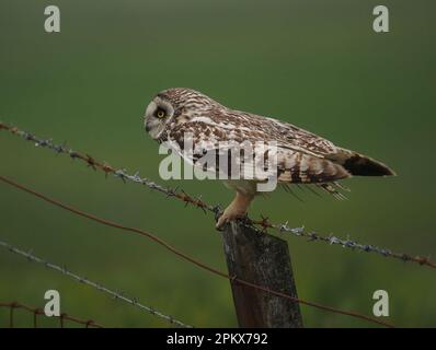 I gufi delle orecchie corte useranno i pali o gli alberi come osservano fuori i punti per la caccia, il riposo e la sorveglianza del predatore! Foto Stock