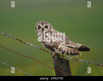 I gufi delle orecchie corte useranno i pali o gli alberi come osservano fuori i punti per la caccia, il riposo e la sorveglianza del predatore! Foto Stock