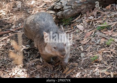 il comune wombat ha una testa grande e smussata con piccoli occhi e orecchie, e un collo corto e muscoloso. I loro artigli affilati e le loro gambe ostinate e potenti li rendono Foto Stock