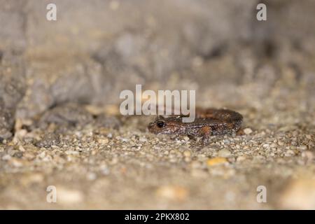 Il salamandro della grotta (Speleomantes italicus) è una specie di salamandro della famiglia Pletodontidae. Endemico in Italia. Foto Stock