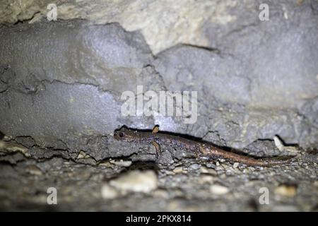 Il salamandro della grotta (Speleomantes italicus) è una specie di salamandro della famiglia Pletodontidae. Endemico in Italia. Foto Stock
