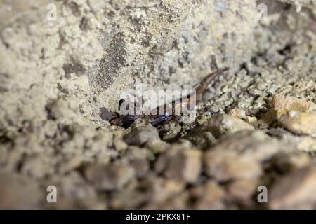 Il salamandro della grotta (Speleomantes italicus) è una specie di salamandro della famiglia Pletodontidae. Endemico in Italia. Foto Stock