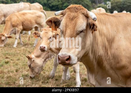 Mucche Blonde d'Aquitaine nel pascolo Foto Stock