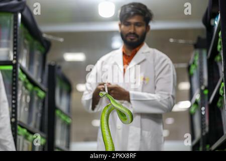 Nel tentativo di creare antivenom per la prima volta nel paese, il Venom Research Centre di Chattogram ha studiato una varietà di serpenti locali. Foto Stock