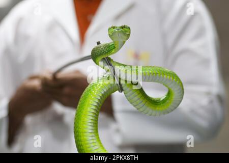 Nel tentativo di creare antivenom per la prima volta nel paese, il Venom Research Centre di Chattogram ha studiato una varietà di serpenti locali. Foto Stock