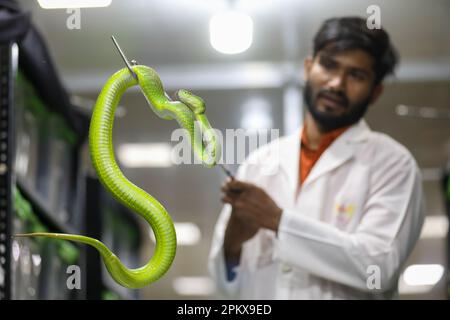 Nel tentativo di creare antivenom per la prima volta nel paese, il Venom Research Centre di Chattogram ha studiato una varietà di serpenti locali. Foto Stock