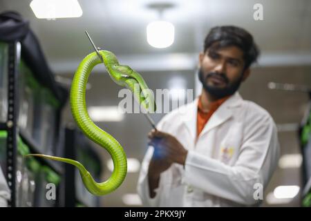 Nel tentativo di creare antivenom per la prima volta nel paese, il Venom Research Centre di Chattogram ha studiato una varietà di serpenti locali. Foto Stock