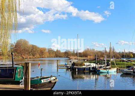 Una tranquilla giornata di primavera soleggiata sul fiume Tamigi con yacht ormeggiati in primo piano a Shepperton Surrey Inghilterra UK Foto Stock