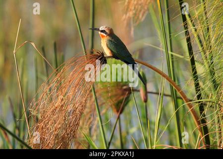 Bee Eater dalla facciata bianca sulla canna del fiume Zambezi Foto Stock