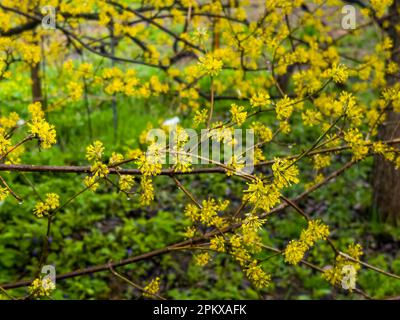 Rami con fiori di mas Cornel Cornus europeo all'inizio della primavera. Ciliegia di mais, corinello europeo o dogwood di ciliegia di Cornelia Cornus mas floverin Foto Stock