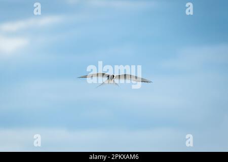 Primo piano l'uccello artico Tern o l'uccello Kria che volano e caccia pesci sopra il mare in estate dell'Islanda Foto Stock