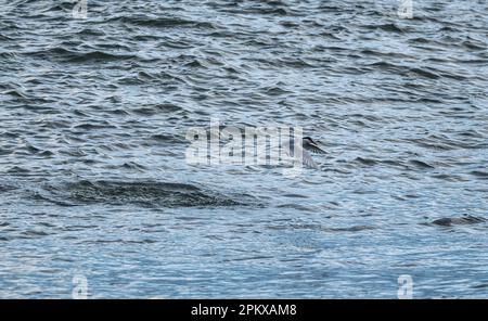 Primo piano l'uccello artico Tern o l'uccello Kria che volano sulla superficie del mare e che cattura il pesce dal mare in estate dell'Islanda Foto Stock