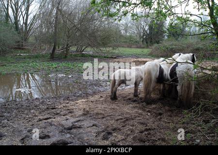 Thorpe, Surrey, Regno Unito. 1st aprile 2023. Cavallo mangiare fieno da una balla in un campo allagato a Thorpe. Maureen McLean/Alamy Foto Stock