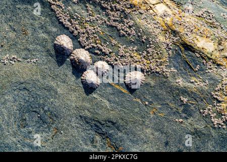 Barnacles e limbets sulle rocce sulla spiaggia sulla costa nord della Cornovaglia. Foto Stock