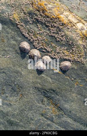 Barnacles e limbets sulle rocce sulla spiaggia sulla costa nord della Cornovaglia. Foto Stock