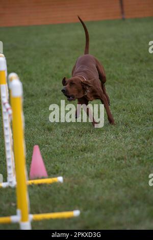 Redbone Coonhound che corre sull'erba di un corso di agilità Foto Stock