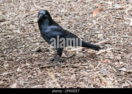 I Ravens australiani sono neri con gli occhi bianchi negli adulti. Le piume sulla gola (hackle) sono più lunghe che in altre specie, e un uccello tende a exte Foto Stock